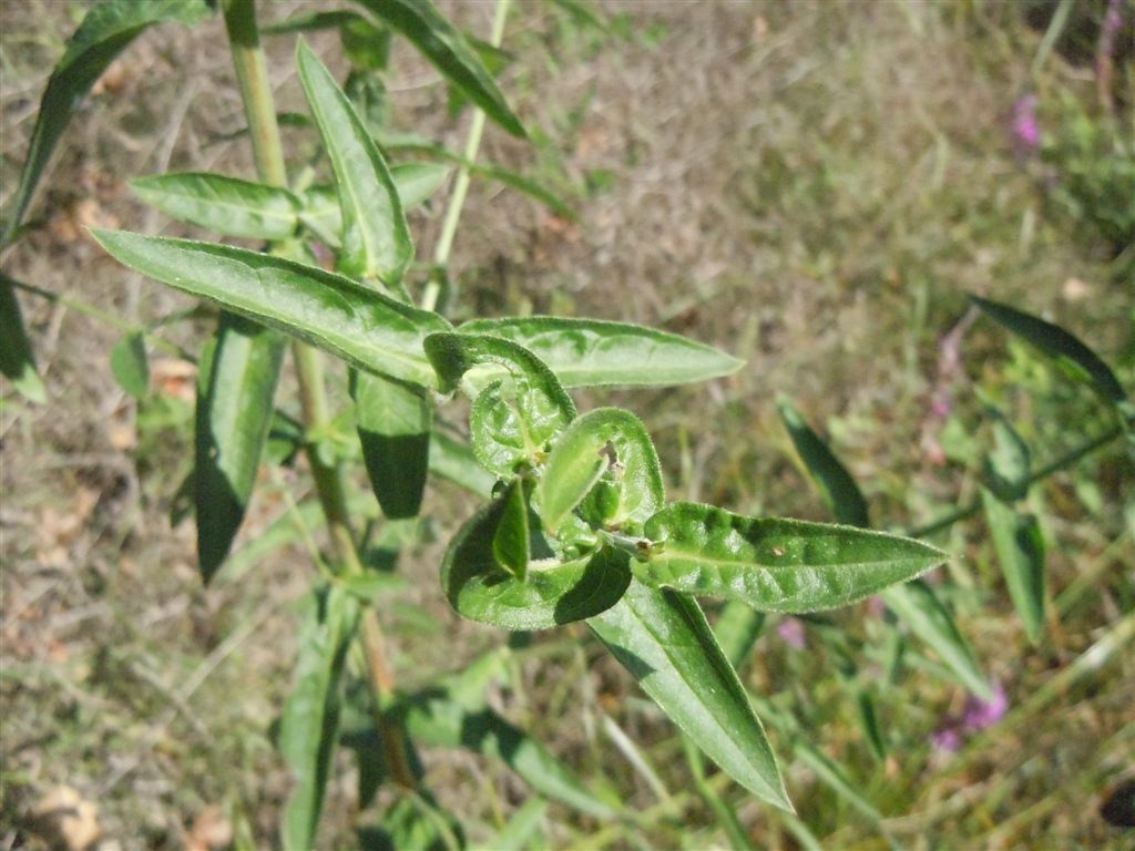Lythrum salicaria / Salcerella comune